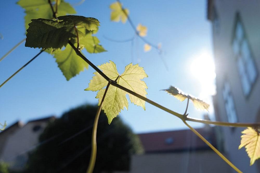 Penzion Austis Znojmo Bagian luar foto